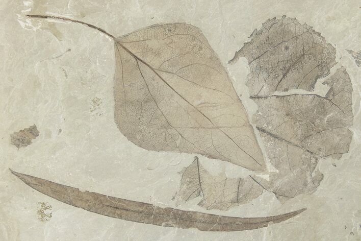 Fossil Leaf Plate - Green River Formation, Utah #280211